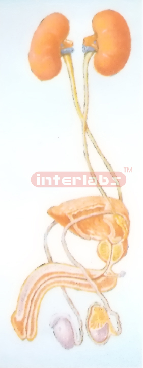 GENERAL ARRANGEMENT MODEL OF THE MALE UROGENITAL SYSTEM